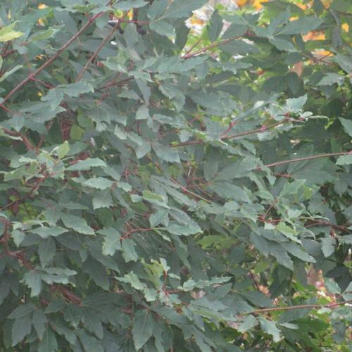 Jardisart - Pépinière - Acer griseum