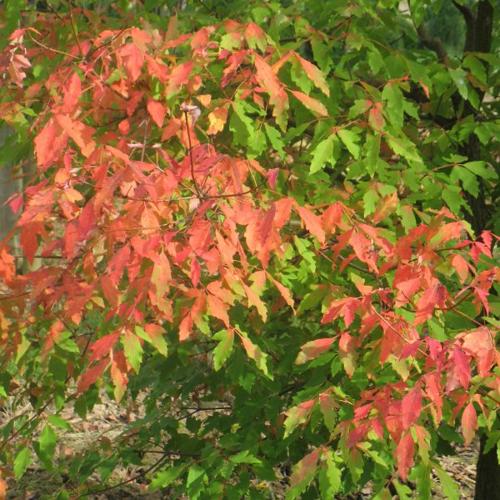 Jardisart - Pépinière - Acer griseum