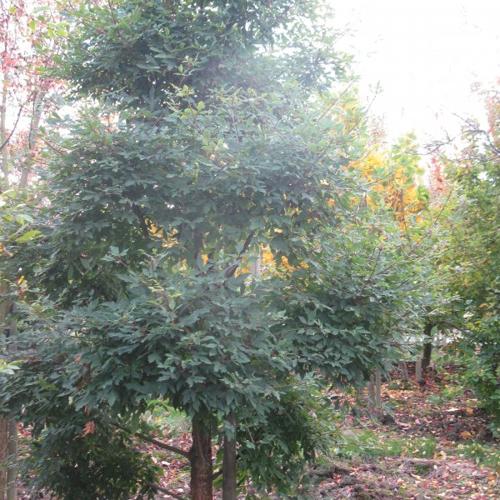 Jardisart - Pépinière - Acer griseum