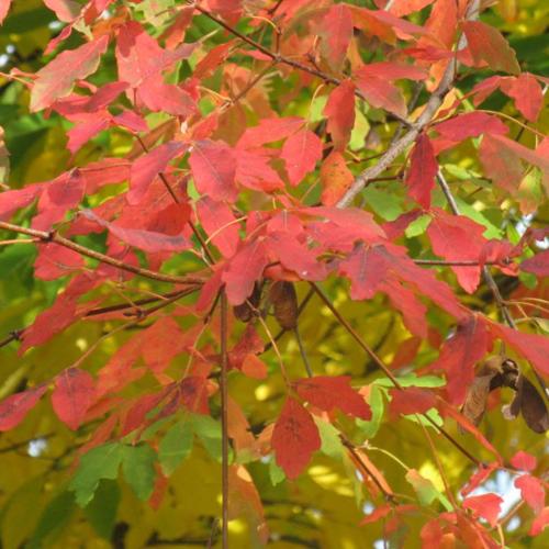 Jardisart - Pépinière - Acer griseum