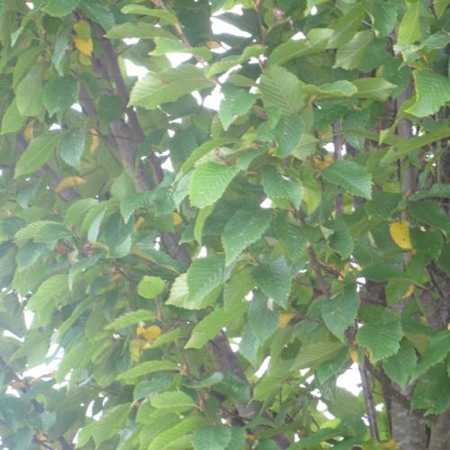 Jardisart - Pépinière - Carpinus betulus fastigiata