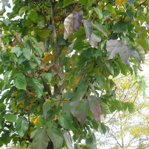 Jardisart - Pépinière - Parrotia persica