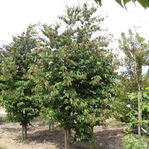 Jardisart - Pépinière - Parrotia persica