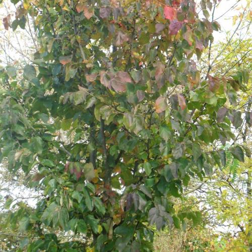 Jardisart - Pépinière - Cornus mas