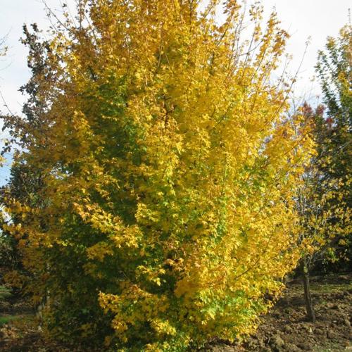 Acer campestre Zoechense