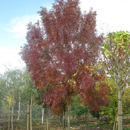 Jardisart - Pépinière - Fraxinus ang. "Raywood"