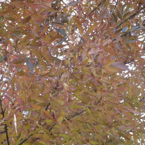 Jardisart - Pépinière - Fraxinus ang. "Raywood"