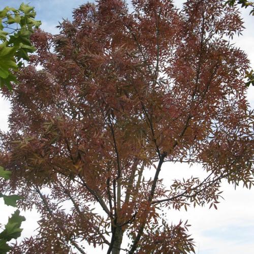 Jardisart - Pépinière - Fraxinus ang. "Raywood"