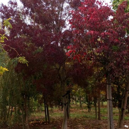 Jardisart - Pépinière - Fraxinus ang. "Raywood"