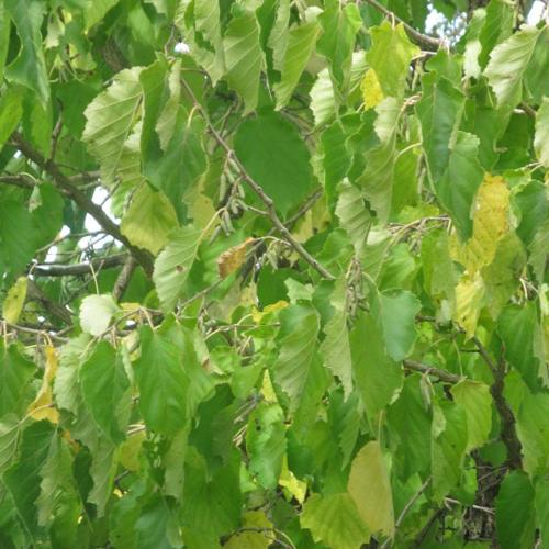 Jardisart - Pépinière - Corylus colurna