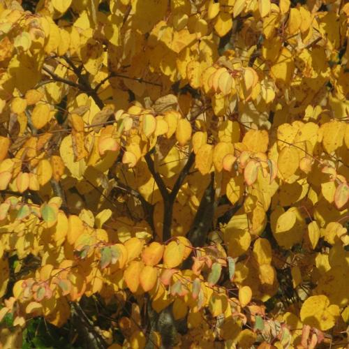 Jardisart - Pépinière - Cercidiphyllum japonicum