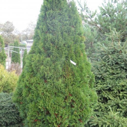 Jardisart - Pépinière - Thuya occidental 'Smaragd' = emeraude