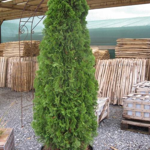 Thuya occidental 'Smaragd' = emeraude