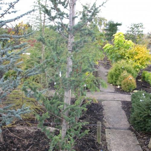 Jardisart - Pépinière - Cedrus libani  'Atlantica Fastigiata'