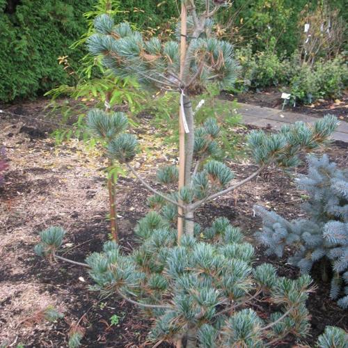 Jardisart - Pépinière - Pinus parv. 'Negishi'