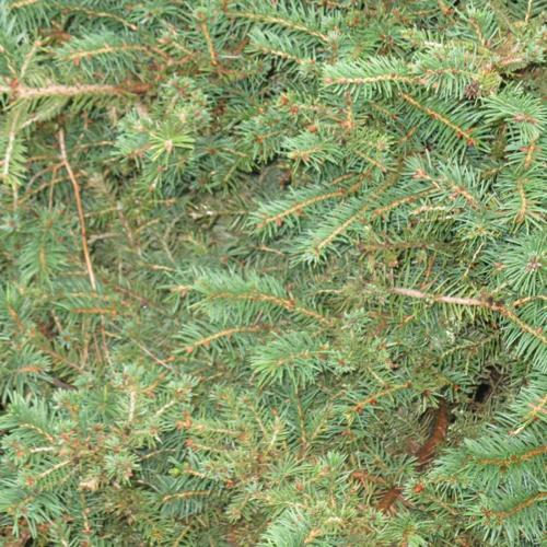 Jardisart - Pépinière - Picea abies 'Repens'