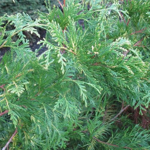 Jardisart - Pépinière - Thuya plicata 'Zebrina'