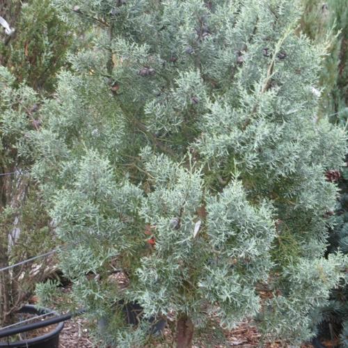 Jardisart - Pépinière - Cupressus arizonica