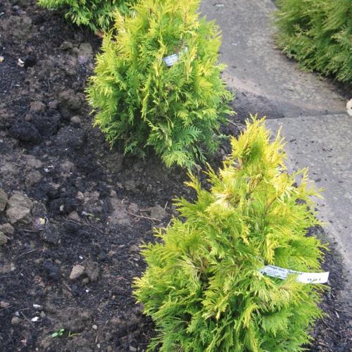 Jardisart - Pépinière - Thuya occ. 'Sunkist'