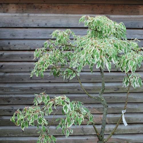 Jardisart - Pépinière - Cornus controversa Variegata