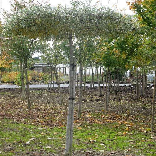 Jardisart - Pépinière - Poirier à feuilles de saule