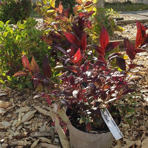 Jardisart - Pépinière - Leucothoe 'Scarletta' (='Zeblid')