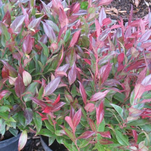 Jardisart - Pépinière - Leucothoe 'Scarletta' (='Zeblid')