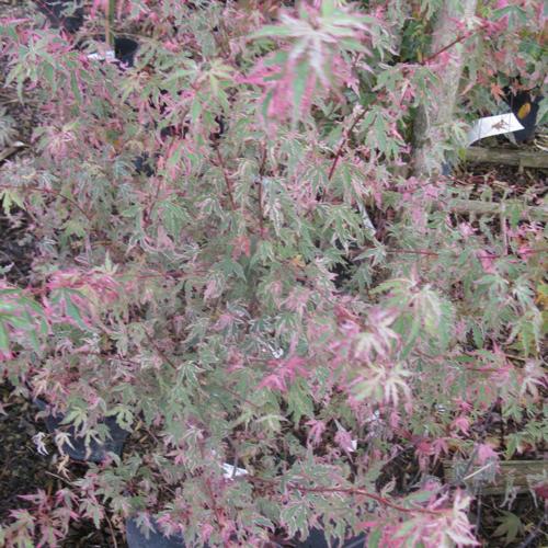 Jardisart - Pépinière - Acer palmatum "Taylor"