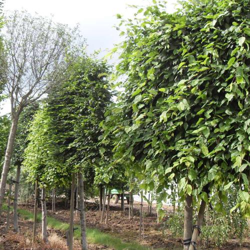 Jardisart - Pépinière - Carpinus betulus