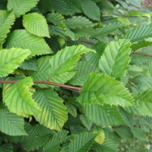 Jardisart - Pépinière - Carpinus betulus