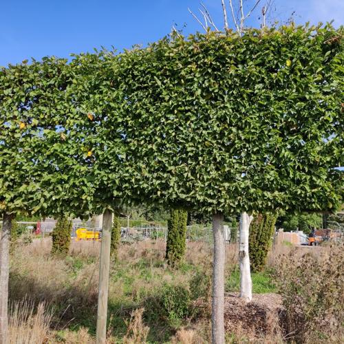 Jardisart - Pépinière - Carpinus betulus