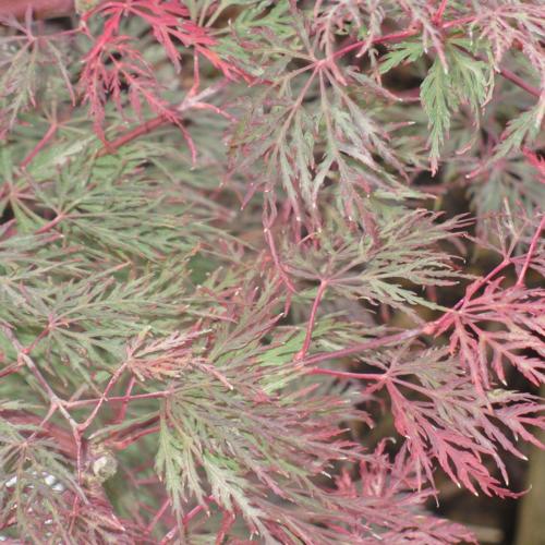 Jardisart - Pépinière - Acer palmatum "Emerald Lace"