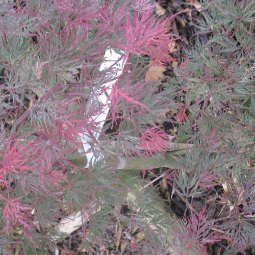 Jardisart - Pépinière - Acer palmatum "Emerald Lace"