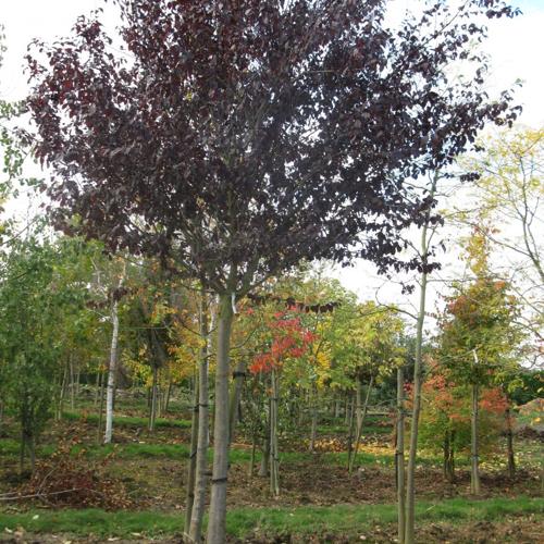 Jardisart - Pépinière - Prunus cerasifera 'Nigra'