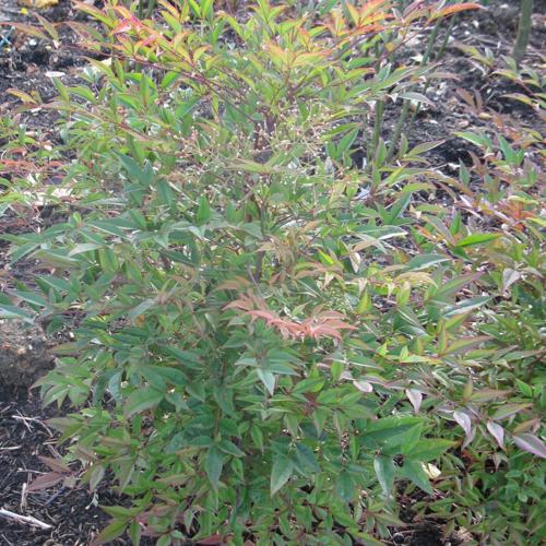 Jardisart - Pépinière - Nandina domestica