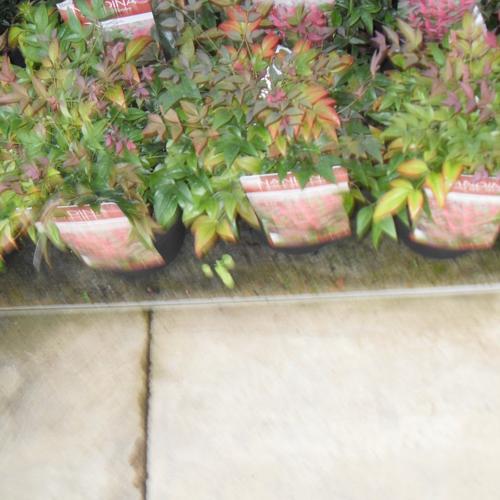 Jardisart - Pépinière - Nandina domestica 'Obsessed'