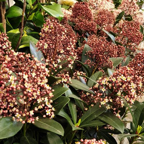 Jardisart - Pépinière - Skimmia japonica 'Rubella'