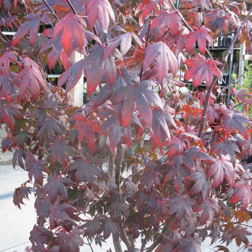 Jardisart - Pépinière - Acer palmatum "Fireglow"