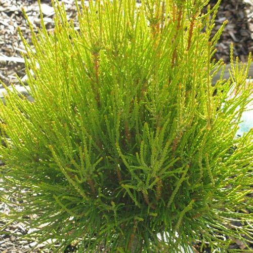 Thuya orientalis "Franky Boy"