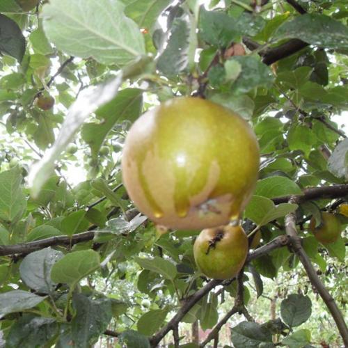 Jardisart - Pépinière - Arbres multi fruits