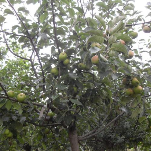 Jardisart - Pépinière - Arbres multi fruits