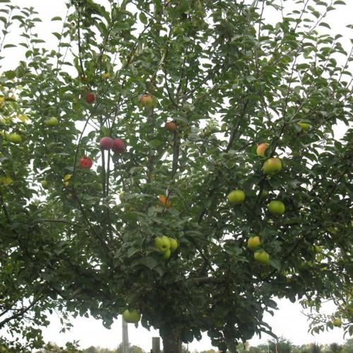 Jardisart - Pépinière - Arbres multi fruits