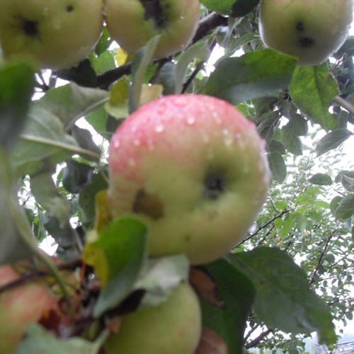 Jardisart - Pépinière - Arbres multi fruits