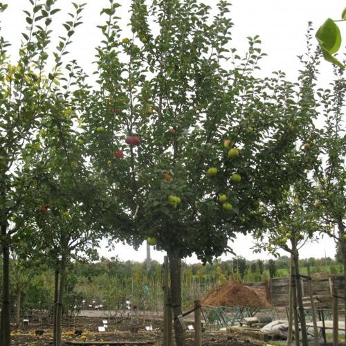 Jardisart - Pépinière - Arbres multi fruits