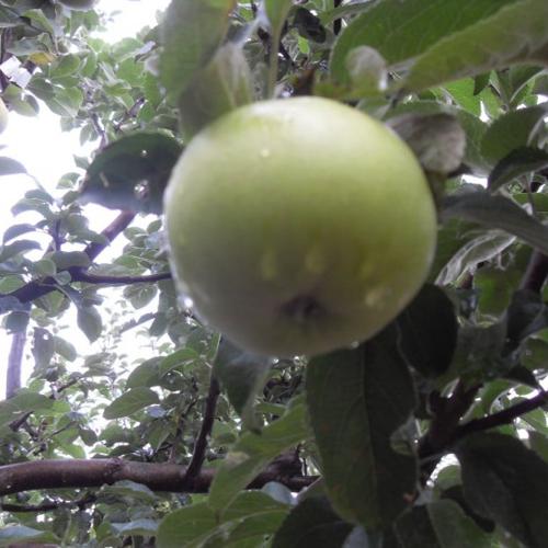 Jardisart - Pépinière - Arbres multi fruits