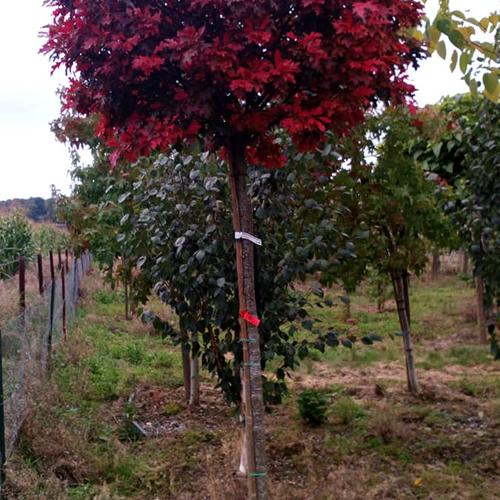 Jardisart - Pépinière - Quercus palustris 'Green Dwarf'