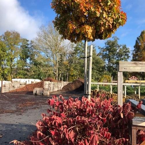 Jardisart - Pépinière - Quercus palustris 'Green Dwarf'