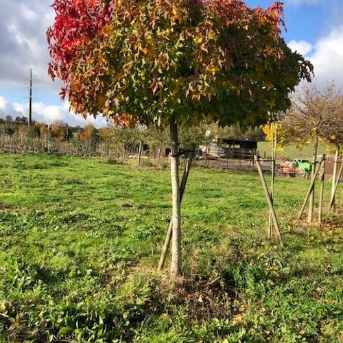 Jardisart - Pépinière - Liquidambar styraciflua 'Gumball'