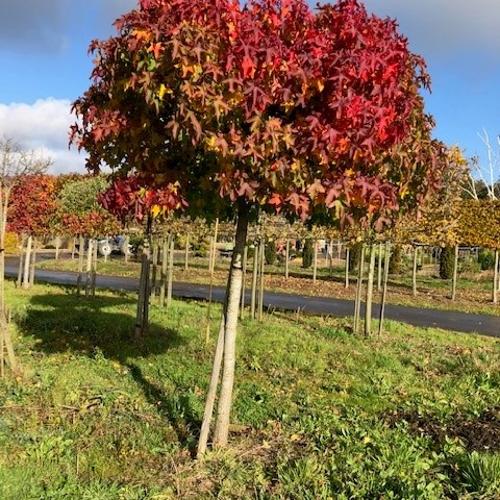 Jardisart - Pépinière - Liquidambar styraciflua 'Gumball'