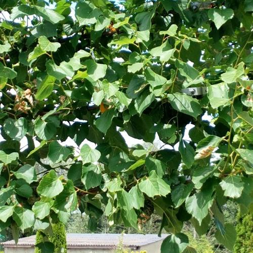 Jardisart - Pépinière - Tilia europea 'Pallida'